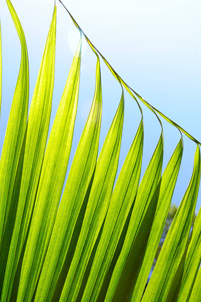 istock green palm leaves 95495993