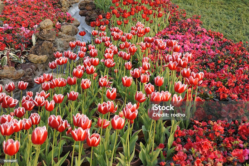 색상화 꽃 - 로열티 프리 0명 스톡 사진
