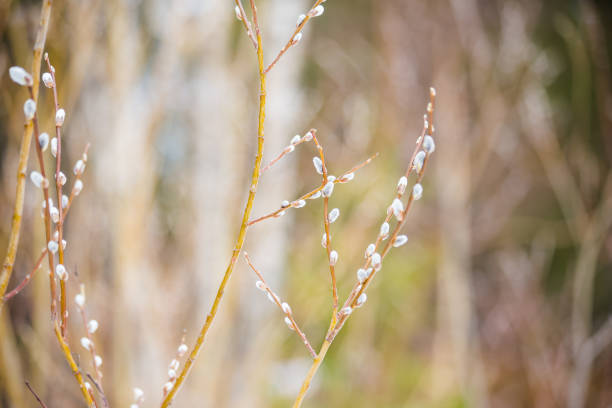 istock Photo of pussy willows. 954960956
