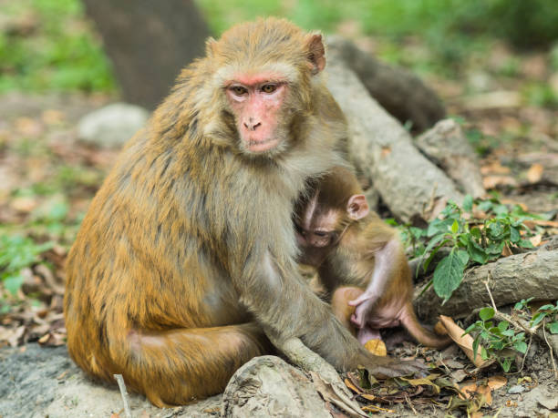 istock Macaque monkey mother holds her cute baby 954966296