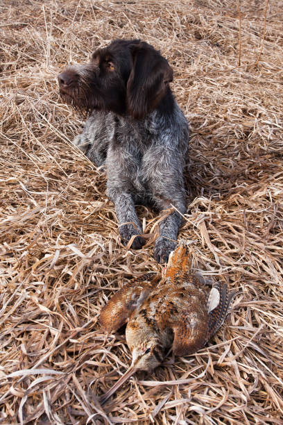istock german wirehaired pointer with hunting trophy - woodcock 954966874