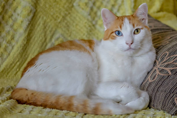 istock Cute cat with different eye colors, heterochromia, looking at camera. 954969746