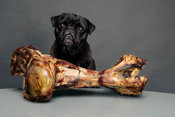 istock Grumpy Pug With a Very Sad Face and a Very Big Bone. 954970630