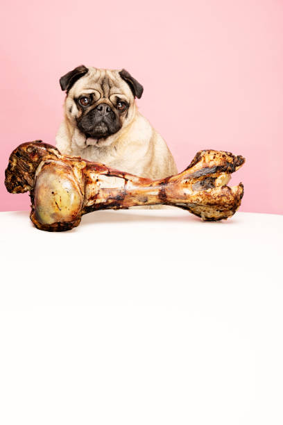 istock Bones for Dogs Can Be Dangerous 954970646