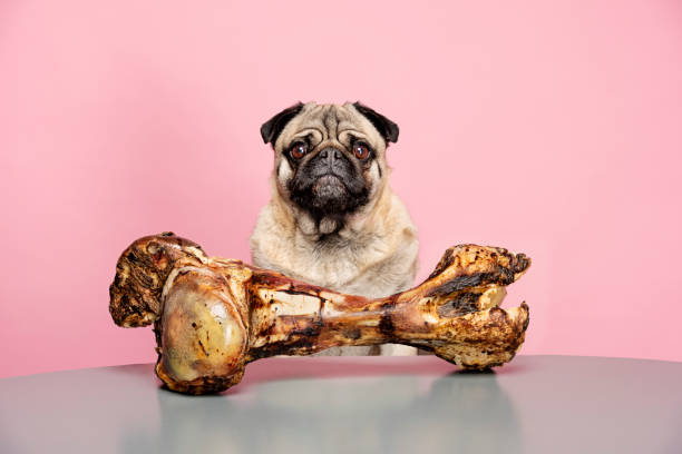 Bones for Dogs Can Be Dangerous Portrait of a grumpy Pug who has a very sad look on his face as he contemplates the giant ham bone in front of him. Photographed against a pink background with a grey foreground. Colour, horizontal with some copy space. Bones for dogs can be dangerous this a Serrano ham bone. dog bone photos stock pictures, royalty-free photos & images