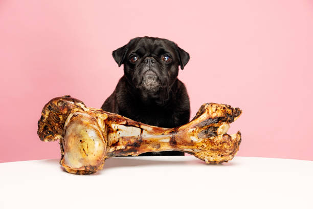 istock Bones for Dogs Can Be Dangerous 954970684
