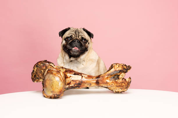 istock Bones for Dogs Can Be Dangerous 954970752