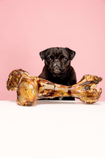 istock Bones for Dogs Can Be Dangerous 954970764
