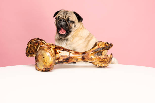 istock Bones for Dogs Can Be Dangerous 954970804