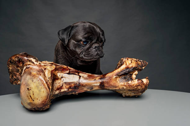 istock Grumpy Pug With a Very Sad Face and a Very Big Bone. 954970894