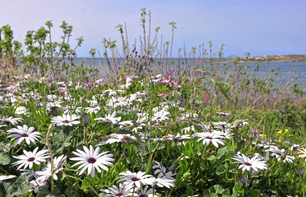 istock White spring flowers in the field by the sea 954971166