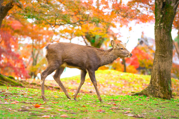 istock Nara's deer with Autumn leaves. 954971684