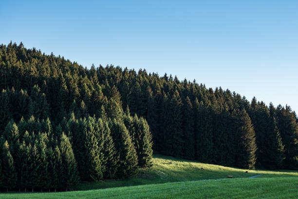Edge of a forest and a meadow in evening light