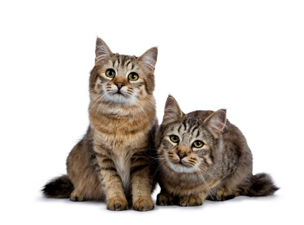 duo de dois filhotes de gato pixie bob sentado em linha reta e estabelece isolado no fundo branco e câmera virada - kitten domestic cat isolated tabby - fotografias e filmes do acervo