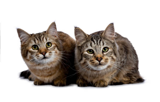 duo de dois gatinhos de gato pixie bob ambos estabelece isolado no fundo branco e câmera virada - kitten domestic cat isolated tabby - fotografias e filmes do acervo