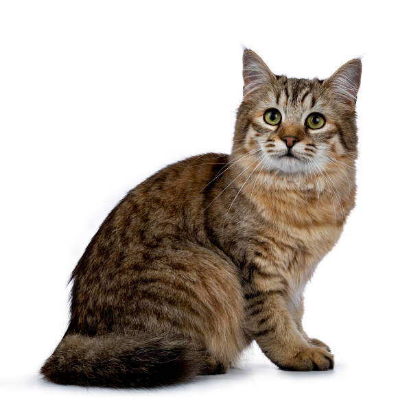 istock Pixie Bob cat kitten girl sitting side ways isolated on white background and looking  into lens 954978746