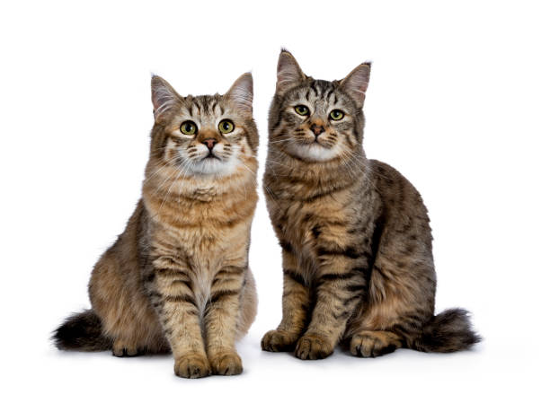 duo de dois gatinhos de gato pixie bob, ambos sentados direto isolaram no fundo branco e câmera virada - kitten domestic cat isolated tabby - fotografias e filmes do acervo
