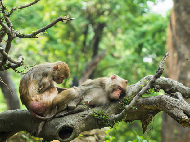 scimmie macachi dalla coda lunga. macaco con un braccio che pulisca un'altra scimmia, mentre è seduto sul ramo dell'albero in una foresta - male animal mammal animals in the wild fur foto e immagini stock