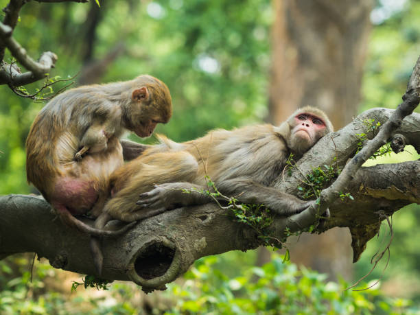 scimmie macachi dalla coda lunga. macaco con un braccio che pulisca un'altra scimmia, mentre è seduto sul ramo dell'albero in una foresta - male animal mammal animals in the wild fur foto e immagini stock