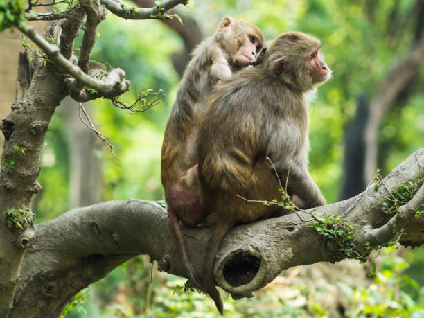 scimmie macachi dalla coda lunga. macaco con un braccio che pulisca un'altra scimmia, mentre è seduto sul ramo dell'albero in una foresta - male animal mammal animals in the wild fur foto e immagini stock