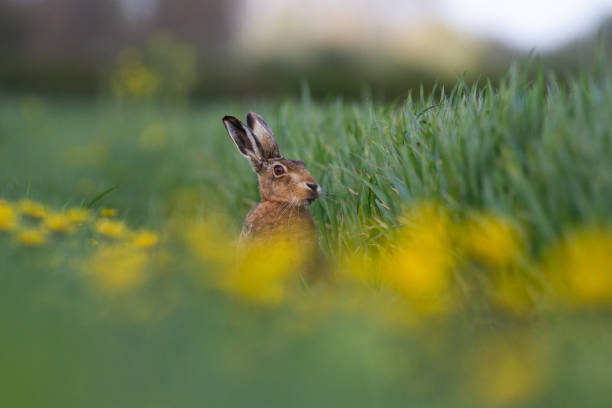 istock European Brown Hare (Lepus europaeus) in summer farmland setting 954984312
