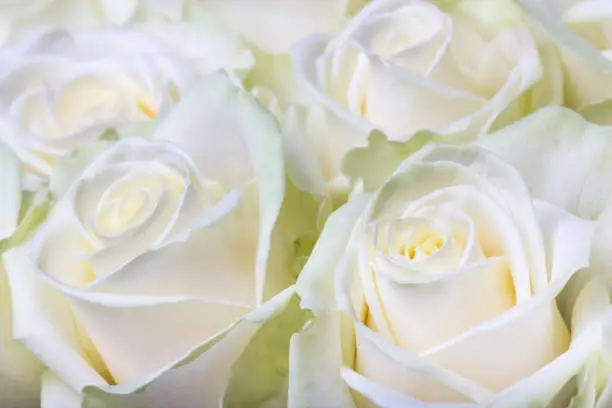 Close-up shot of fresh cream-white roses