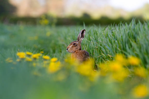 istock European Brown Hare (Lepus europaeus) in summer farmland setting 954984606