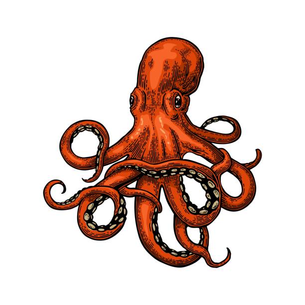 ilustraciones, imágenes clip art, dibujos animados e iconos de stock de octopus. monstruo del mar - octopus tentacle isolated white