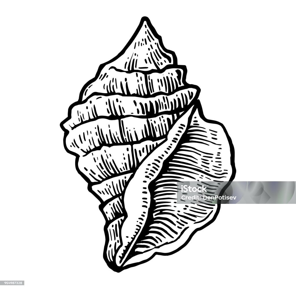 Sea shell. Black engraving vintage illustration. Isolated on white background. Sea shell. Black engraving vintage illustration. Isolated on white background Animal stock vector