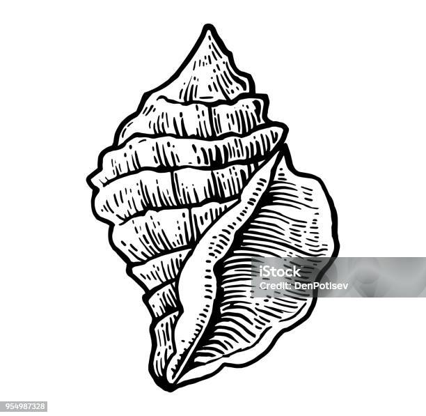 Sea Shell Black Engraving Vintage Illustration Isolated On White Background Stock Illustration - Download Image Now