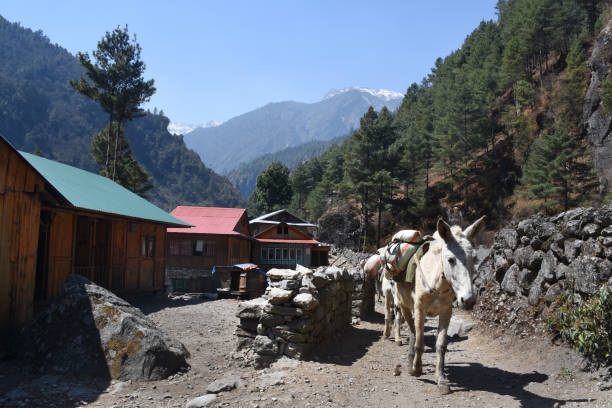 istock Donkeys on the path near Phakding, Nepal 954987912