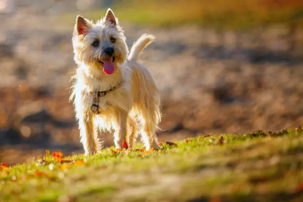 Cairn terrier in the tall grass