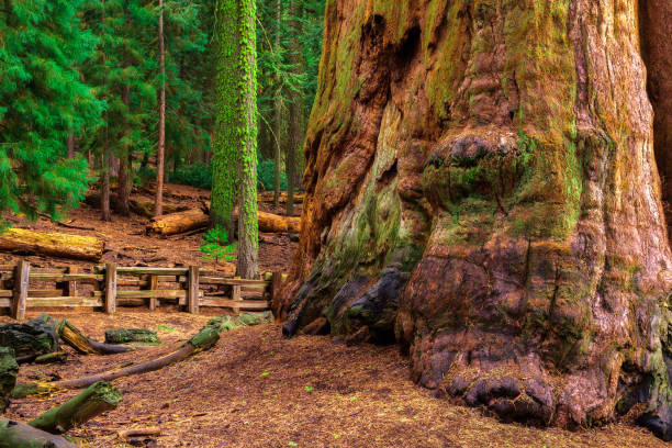 istock Ancient General Sherman Tree in Sequoia National Park 954994006