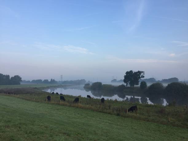 istock Cows are grazing next to the river in The Netherlands 954996980