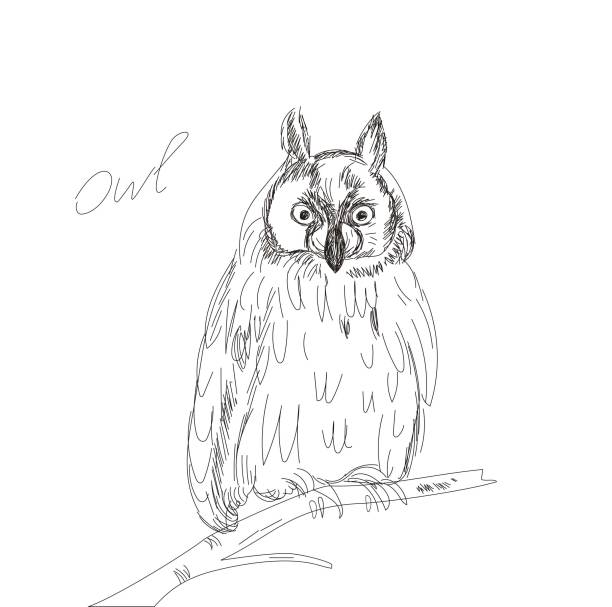 istock Owl on branch. Beautiful mysterious bird. Sketch outline illustration. line art. hand drawn. Vector. Doodle art. 954996982