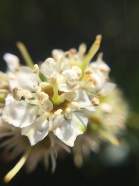 Close-up of white flower