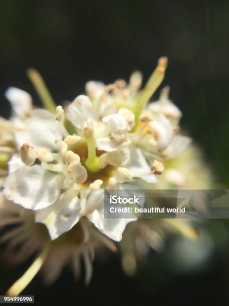 Closeup Of White Flower Stock Photo - Download Image Now - 2015, Beauty In Nature, Blossom
