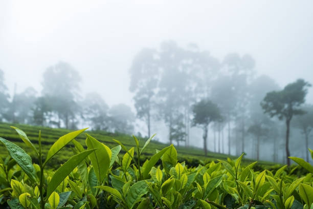 istock Beautiful view on tea plantation in Haputale Sri Lnaka. 955000192