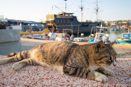 Lying cat with Ayia Napa harbor background. Tourist boats and fishing boats.
