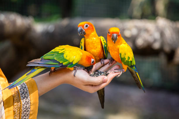 istock Sun Conure Parrot eating on hand 955009960