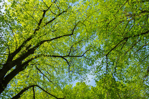 istock Blossoming trees on a sunny morning 955010244