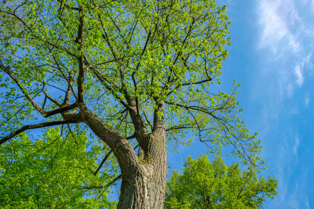 istock Blossoming trees on a sunny morning 955010454