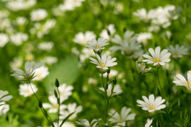 istock White camomiles on a green spring field 955010528