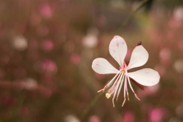 istock close up spring flowers in nature 955010866