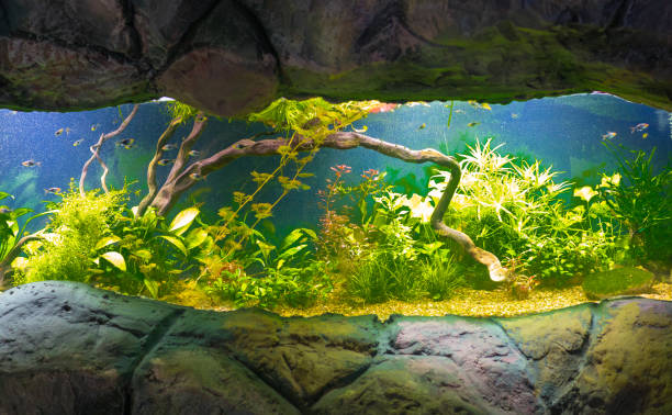 istock scenery in an aquarium, exotic fish, coral reefs 955011712