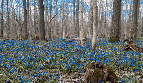 istock Glade with blue snowdrops in the spring forest in the afternoon. 955011776