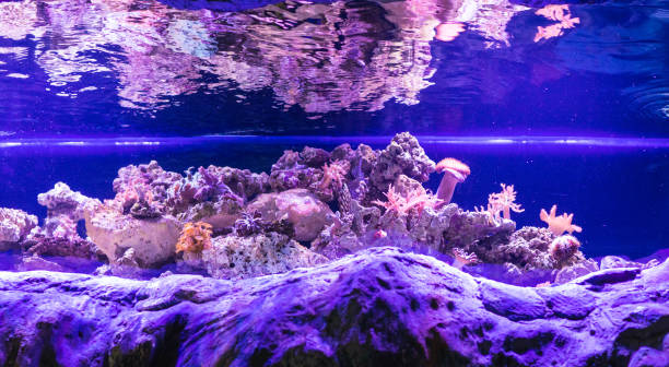istock scenery in an aquarium, exotic fish, coral reefs 955014158
