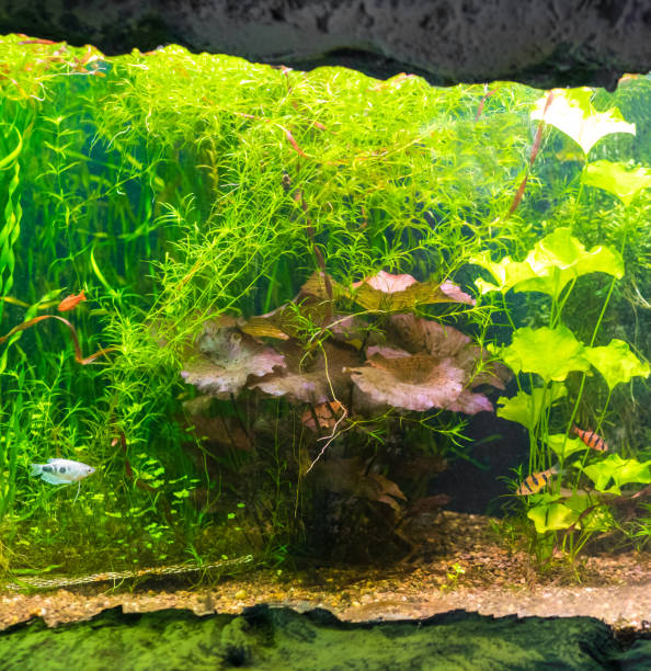 istock scenery in an aquarium, exotic fish, coral reefs 955014342