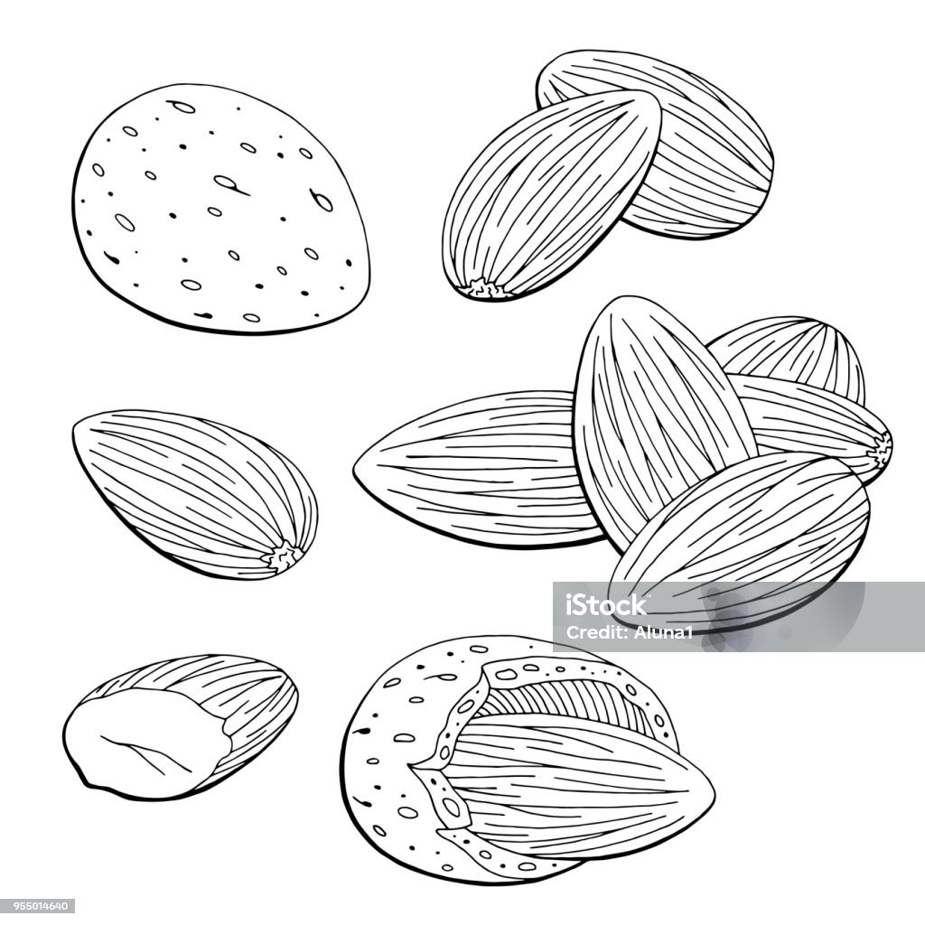 Almond nut graphic black white isolated sketch set illustration vector Almond stock vector