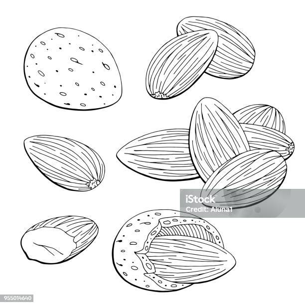 Almond Nut Graphic Black White Isolated Sketch Set Illustration Vector Stock Illustration - Download Image Now